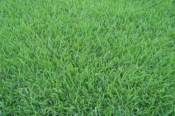 Onde Comprar Grama Esmeralda em Itaúna