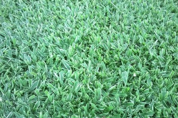 Onde Comprar Grama São Carlos em Itaúna